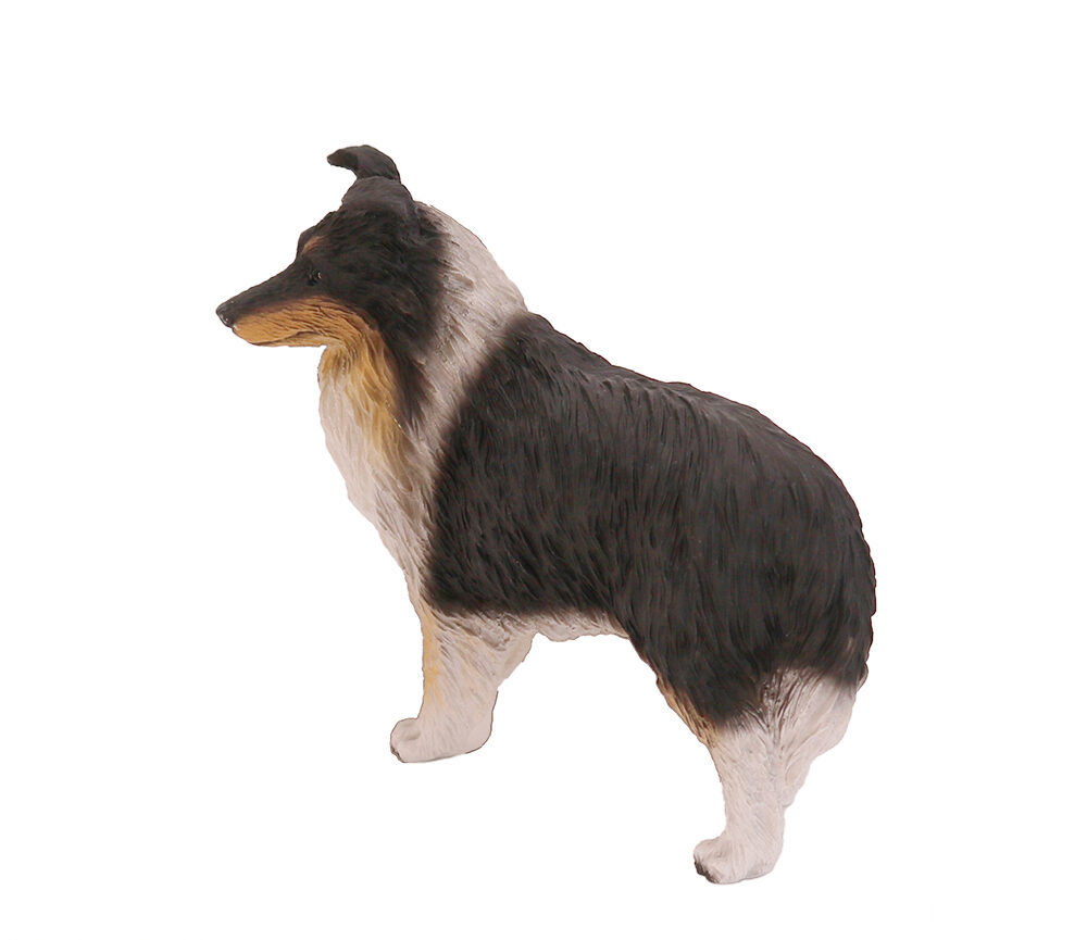 Sheltie (Tri-Color) - Image 3