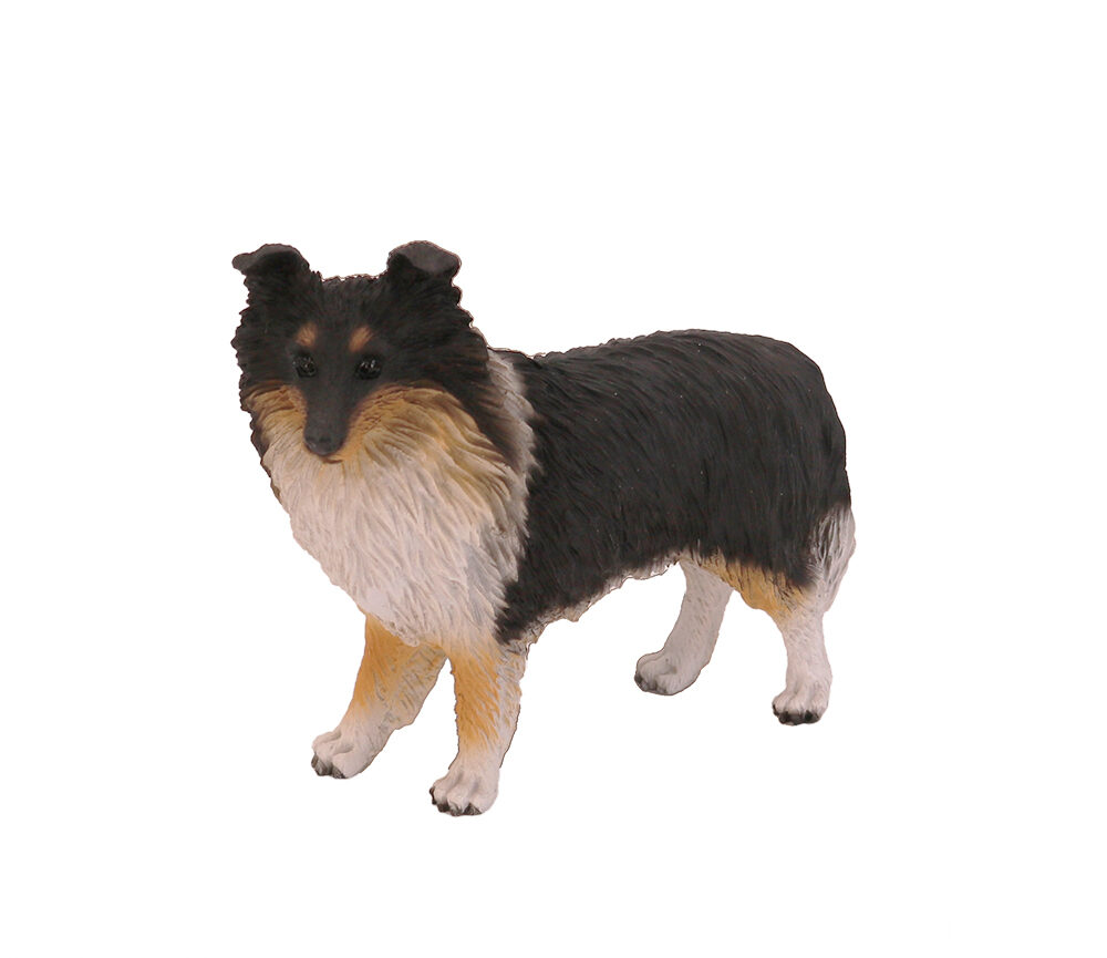 Sheltie (Tri-Color) - Image 2