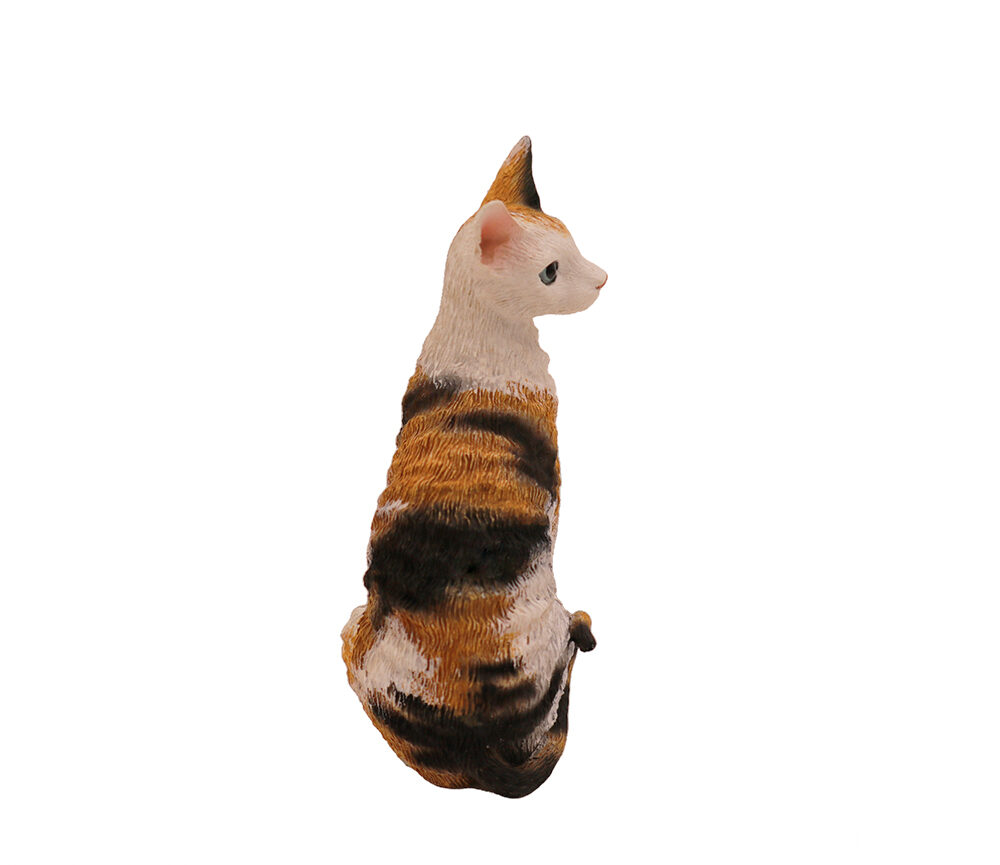 Cornish Rex Cat (Tort/White)