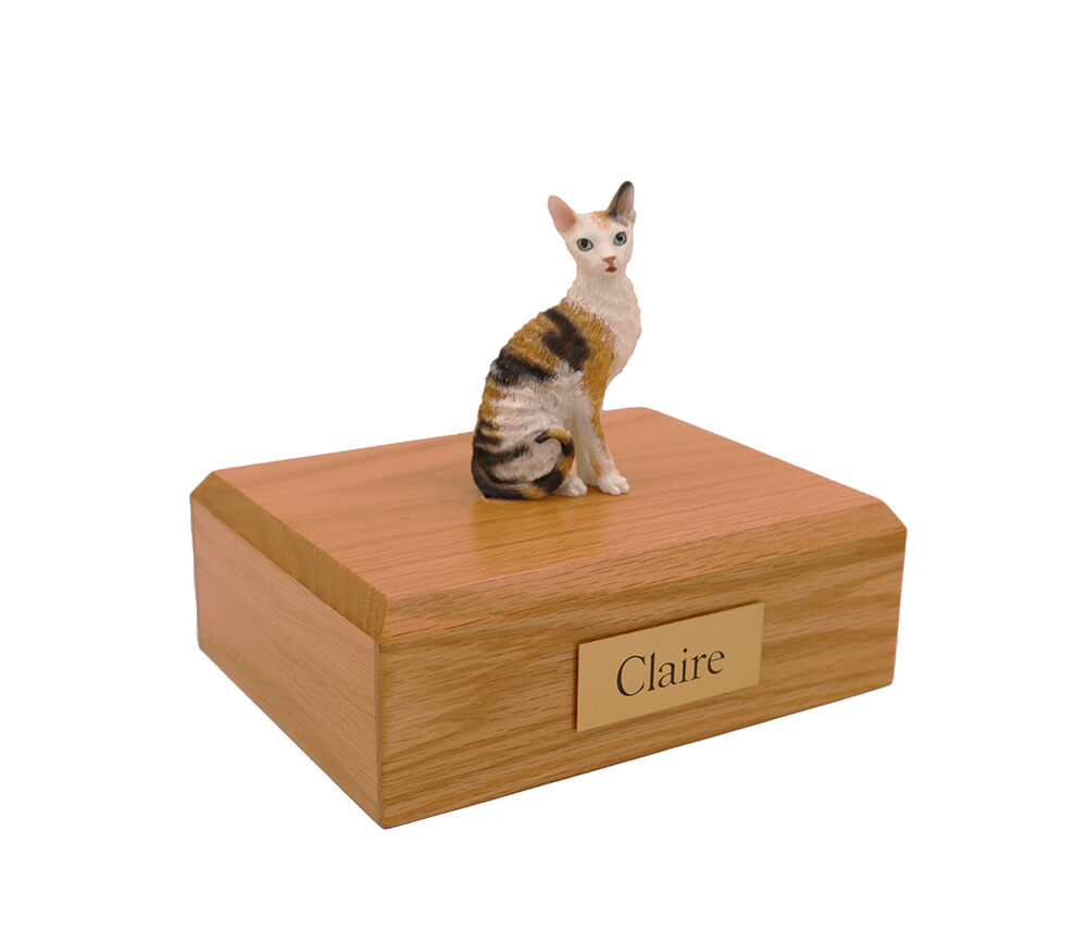 Cornish Rex Cat (Tort/White)