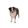 Australian Shepherd (Blue, Docked) - Image 2