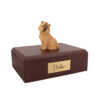 Cairn Terrier