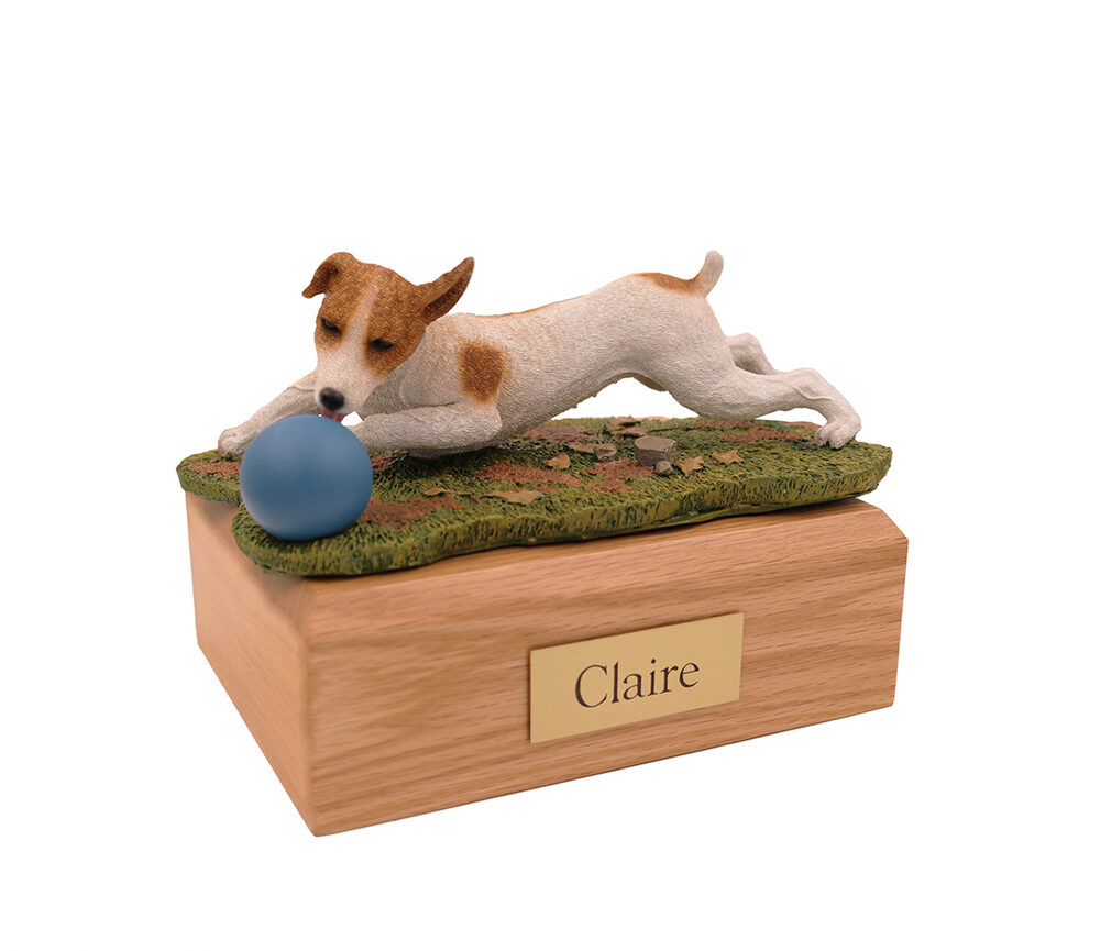 Jack Russell Terrier (Brown/White)