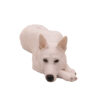 German Shepherd (White) - Image 2