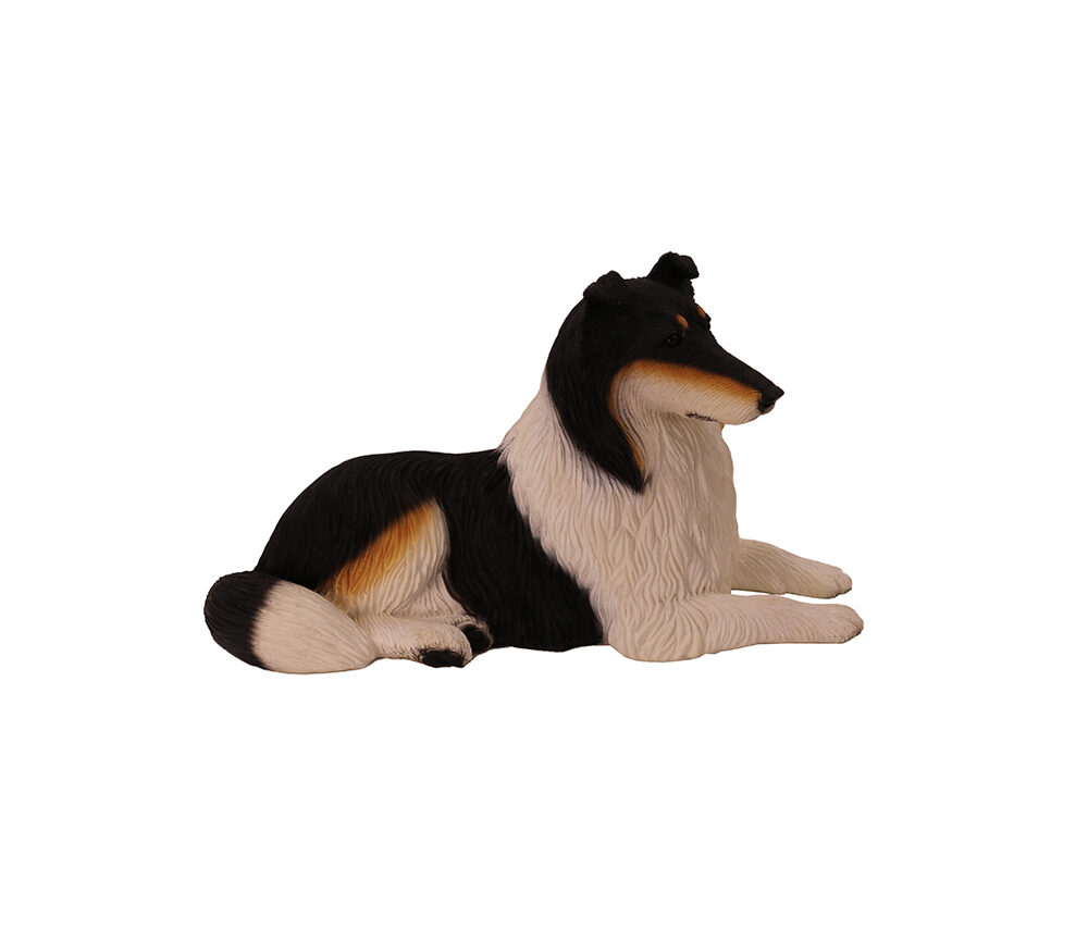 Collie (Tri- Color) - Image 3