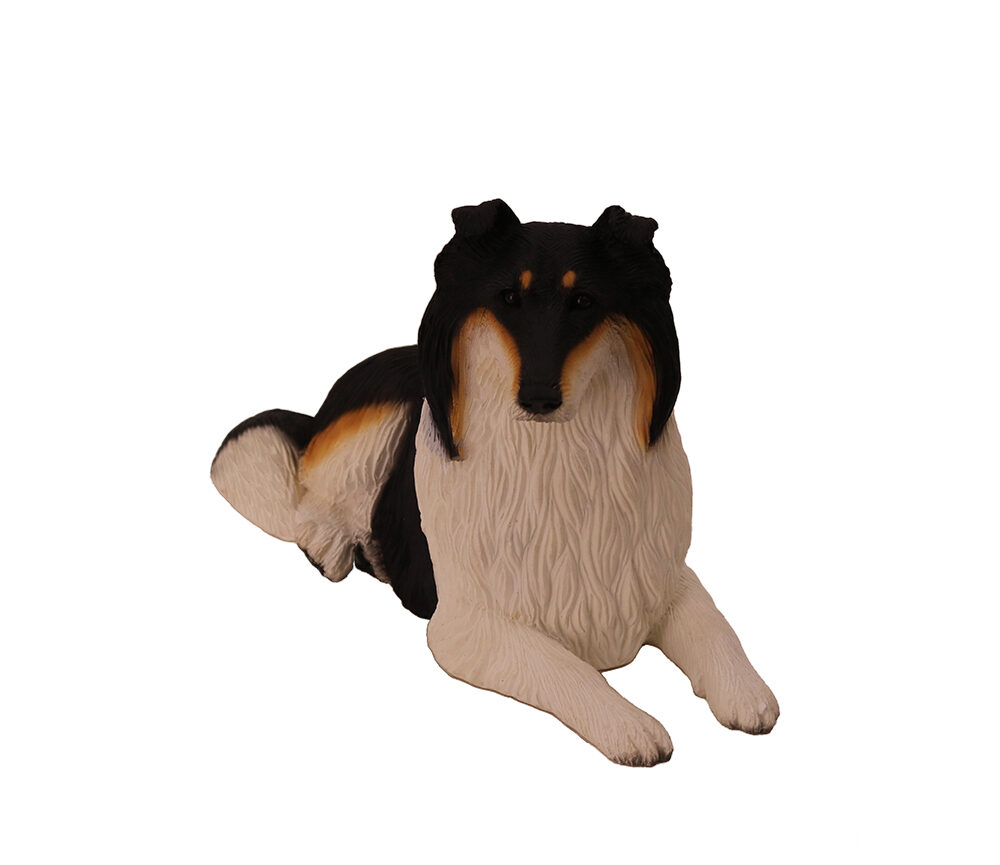 Collie (Tri- Color) - Image 2