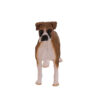 Boxer (Ears Down) - Image 2